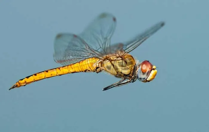 dragon-fly