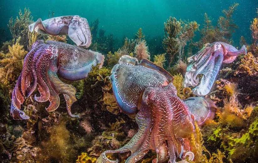 تعداد سرپایان