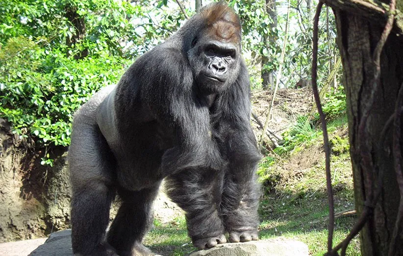 Gorilla