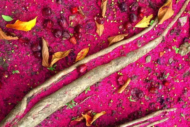 059-victor-kintanar-trees-1st-950x950-640x427-c