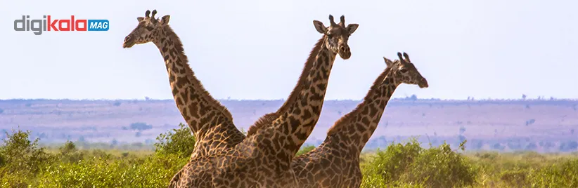 Giraffes