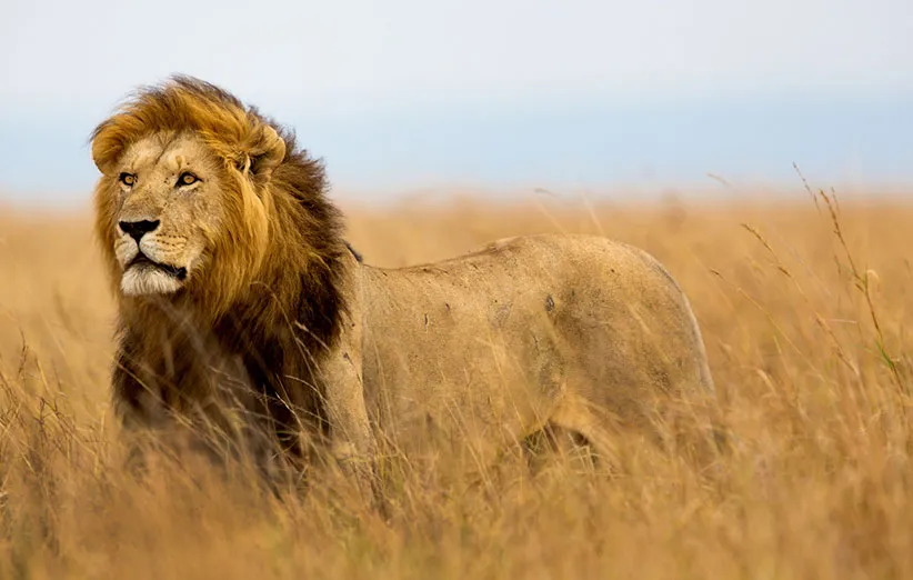 مرگبارترین جانوران