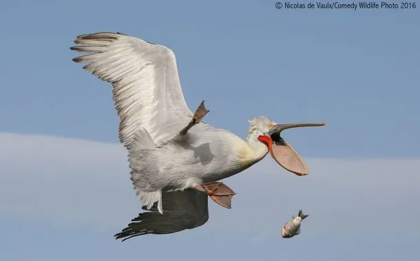 عکس خنده دار حیات وحش