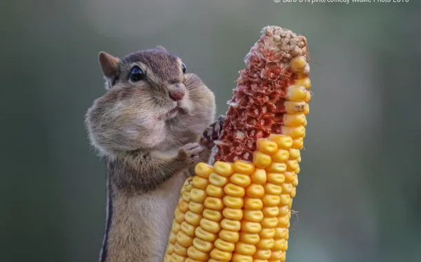 عکس خنده دار حیات وحش