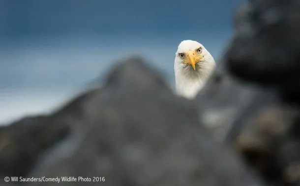 عکس خنده دار حیات وحش