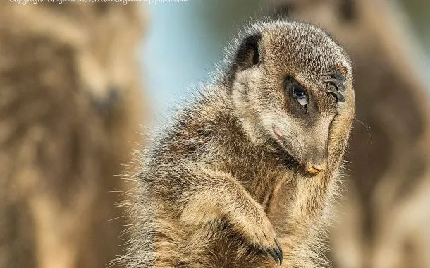 عکس خنده دار حیات وحش