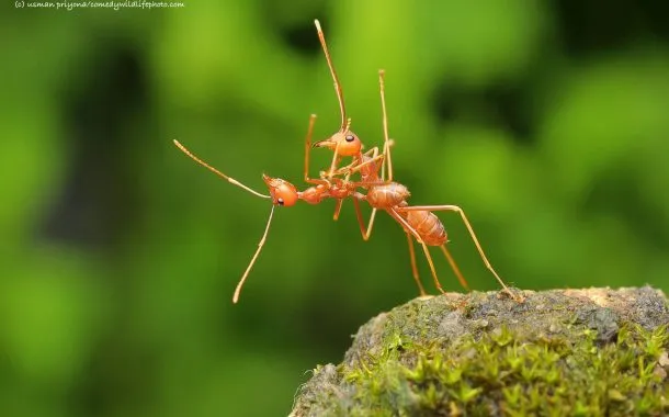 عکس خنده دار حیات وحش