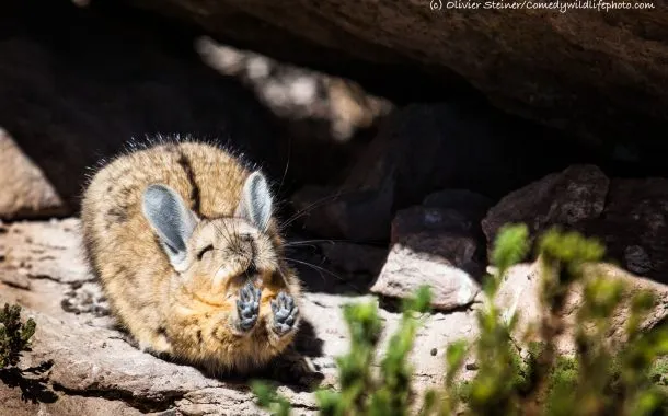 عکس خنده دار حیات وحش