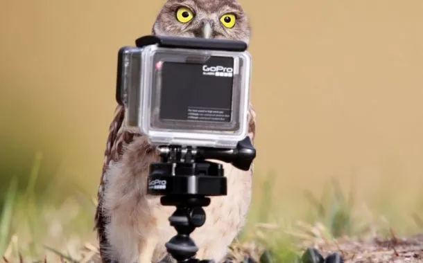 عکس خنده دار حیات وحش