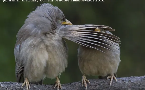 عکس خنده دار حیات وحش