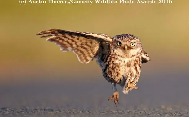 عکس خنده دار حیات وحش