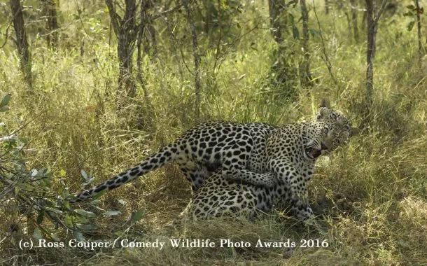 عکس خنده دار حیات وحش