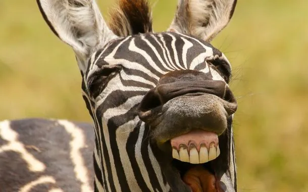 عکس خنده دار حیات وحش