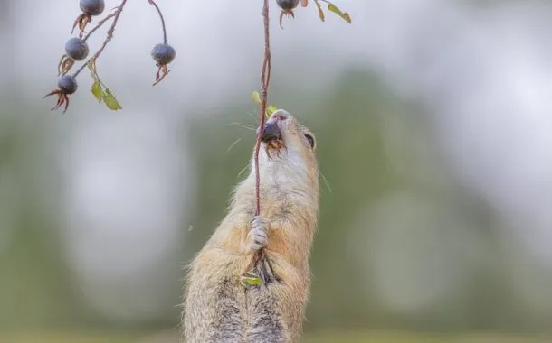 عکس خنده دار حیات وحش