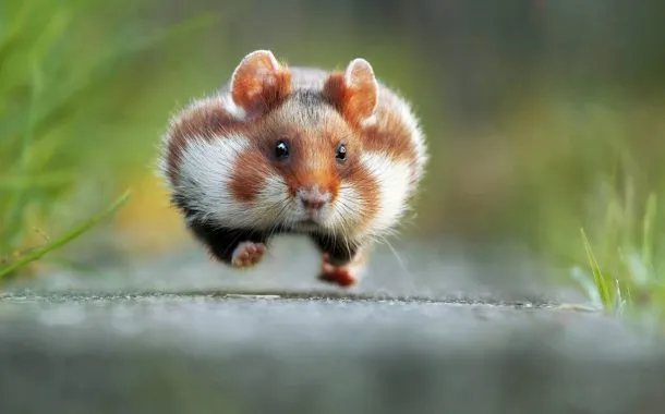 عکس خنده دار حیات وحش