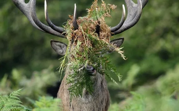 عکس خنده دار حیات وحش