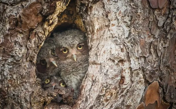 عکس خنده دار حیات وحش