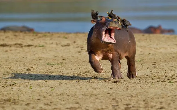 عکس خنده دار حیات وحش