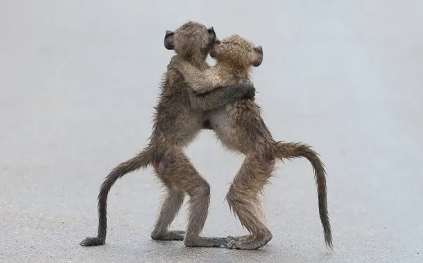 عکس خنده دار حیات وحش