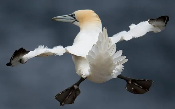 عکس خنده دار حیات وحش