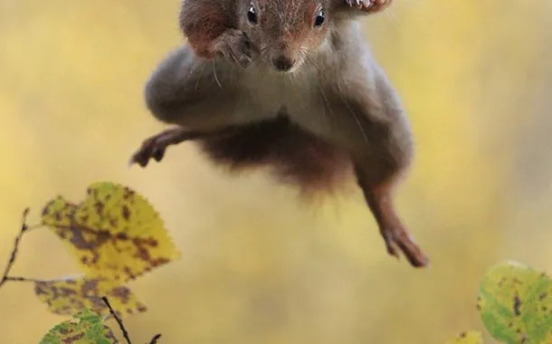 عکس خنده دار حیات وحش