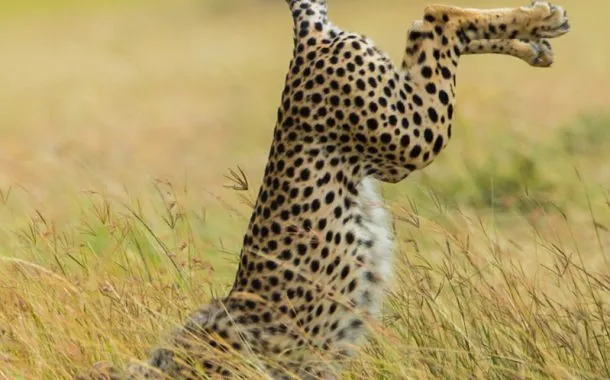 عکس خنده دار حیات وحش