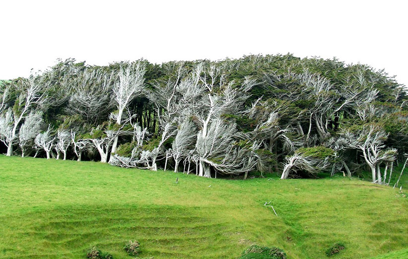 درختان عجیب در slope point