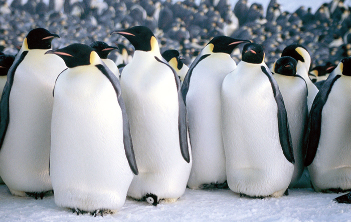 the-march-of-the-penguins