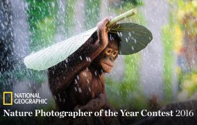 مسابقه عکاسی طبیعت سال 2016 نشنال جئوگرافیک