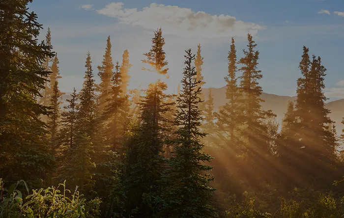 Sunny beams in forest