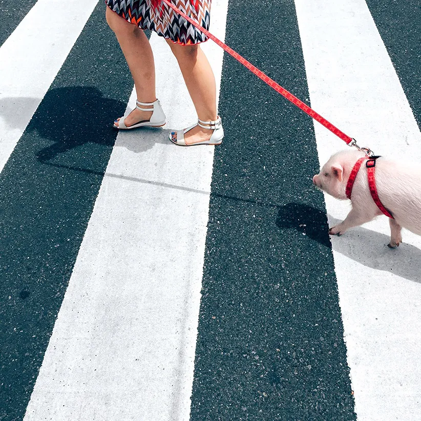 عکاسی موبایل بهترین عکس موبایلی 2016