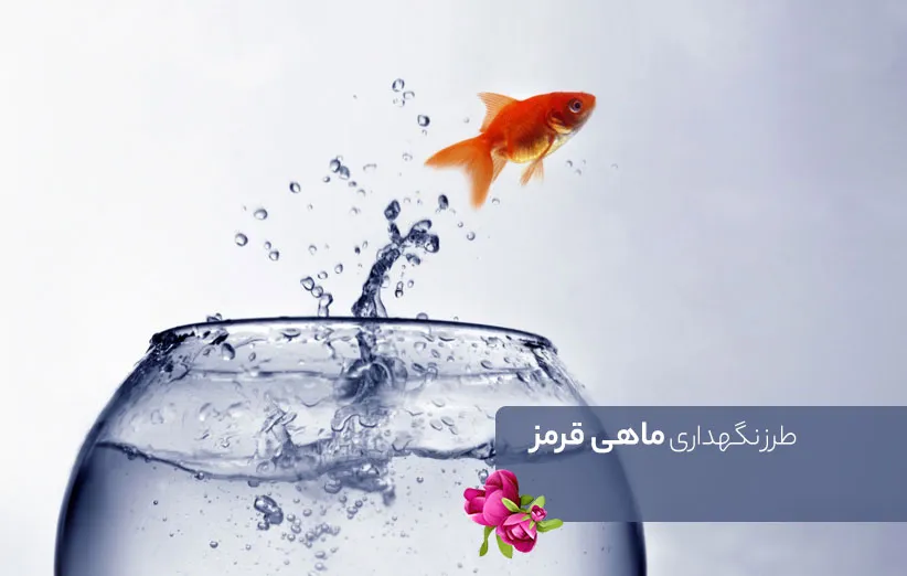 طرز نگهداری ماهی قرمز عید