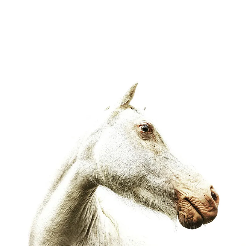 عکاسی موبایل بهترین عکس موبایلی 2016