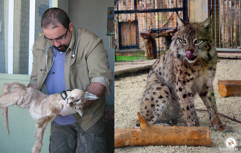 سمت راست تصویر مخمل سیاه‌گوش باغ‌وحش تهران را نشان می‌دهد و سمت چپ میکاییل کاراکالی که هفت سال پیش مجروح شده بود.