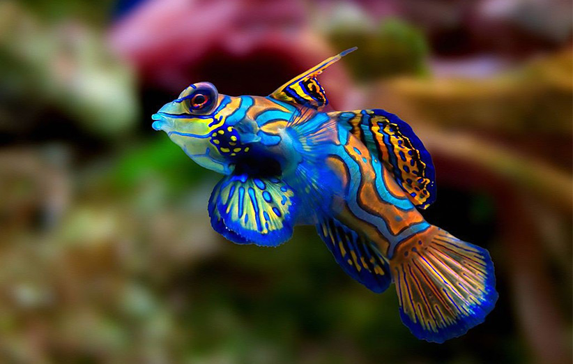 Mandarin-Fish