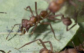 مورچه‌های آنتی‌بیوتیک‌ساز