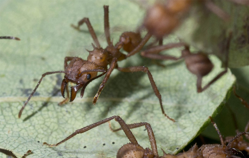 مورچه‌های آنتی‌بیوتیک‌ساز