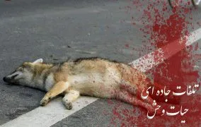 جاده‌های مرگ