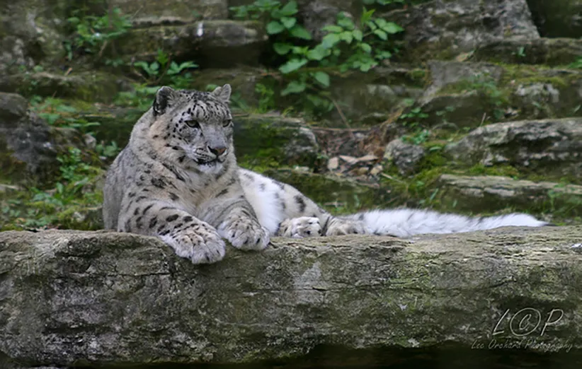 حیات وحش و پلنگ برفی