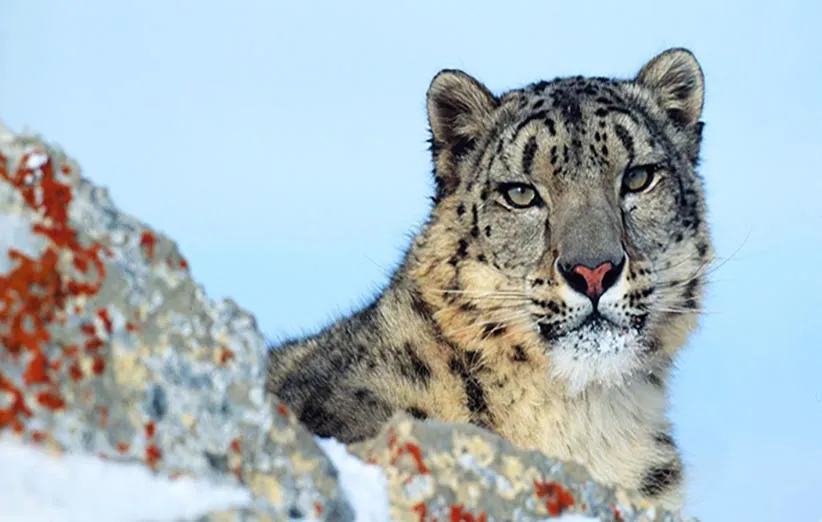 پلنگ‌های برفی