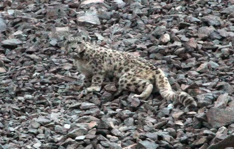 پلنگ برفی نر 