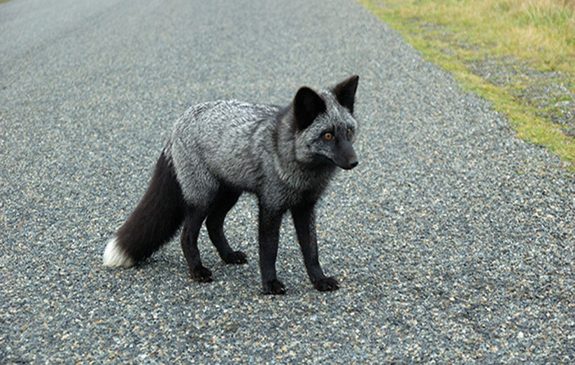 عکس ۴- روباه سیاه در یورک شایر انگلستان