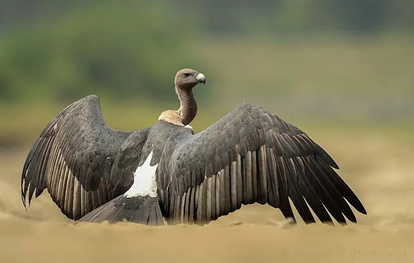 کرکس کفل سیاه (Gyps bengalensis) گونه در معرض خطر انقراض که در هندوستان، پاکستان، نپال، کامبوج، لائوس، تایلند، بوتان، برمه و جنوب ویتنام یافت میشود. این گونه در جنوب شرقی ایران و افغانستان هم گزارش شده اما حضورش قطعی نیست