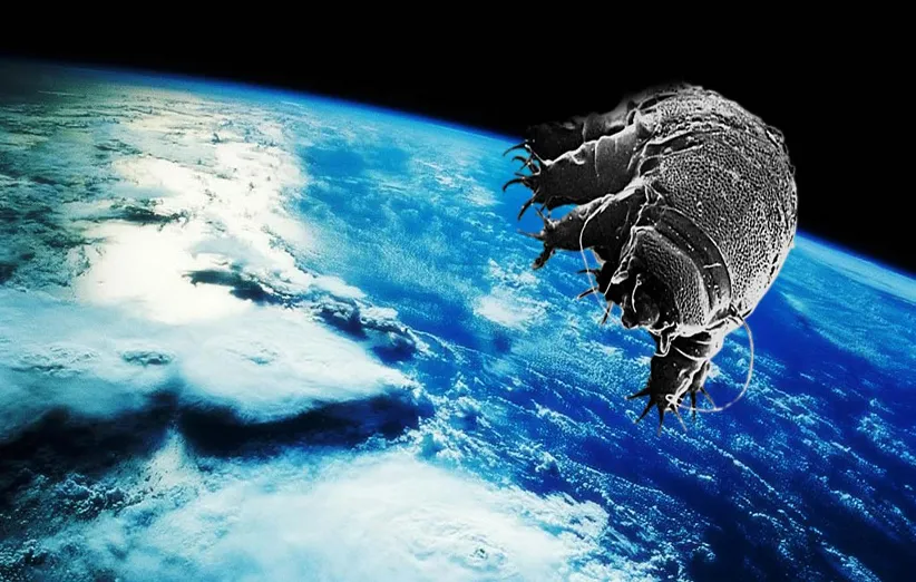 عکس ۵- آیا خرس‌های آبی می‌توانند آخرین مهاجران باشند؟