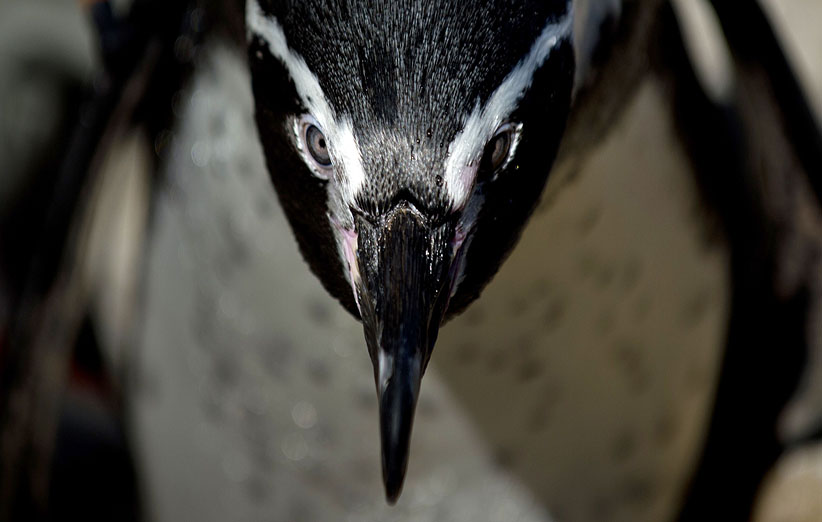 عکس ۶- سالانه چندین هزار پنگوئن هومبولت در سواحل کشور شیلی حمام آفتاب می‌گیرند.
