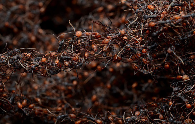 عکس ۷- مورچه‌های ارتشی در حال لانه‌سازی