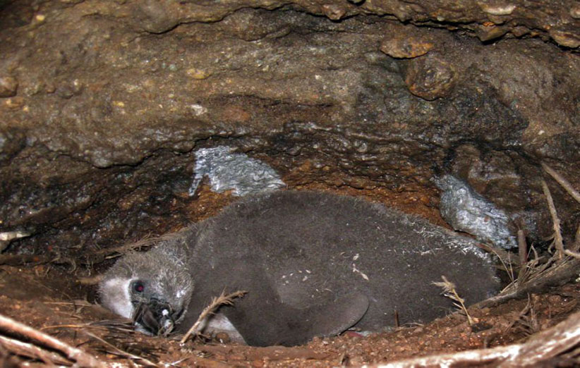 در این تصویر لاشه یک جوجه پنگوئن هومبولت دیده می‌شود که توسط گونه‌ مهاجمی به نام موش تلف شده است
