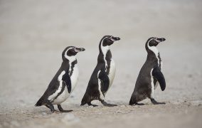 انقراض پنگوئن ها