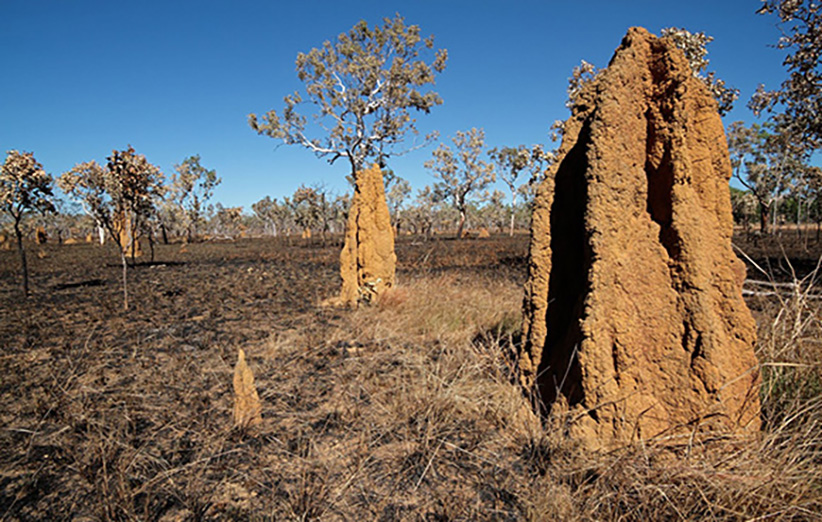 عکس ۱- در این تصویر لانه یا همان دژ تسخیرناپذیر موریانه‌های استرالیایی را مشاهده می‌کنید.
