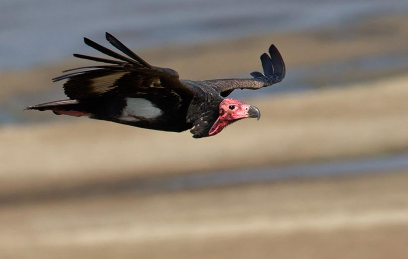 کرکس سر سرخ (Sarcogyps calvus) گونه به‌شدت در معرض خطر انقراض که بومی آسیاست و مهاجر نیست و در کشورهایی مانند هندوستان و کامبوج همیشه اولویت حفاظتی داشته است